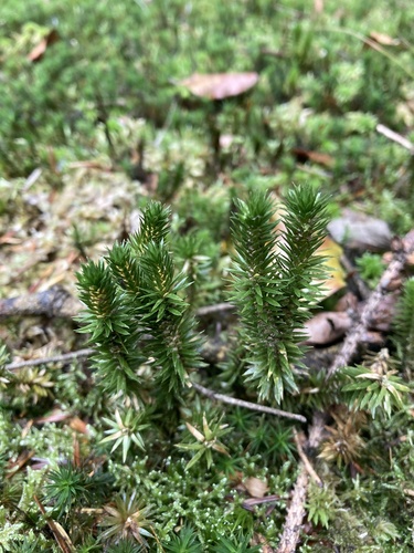 northern firmoss