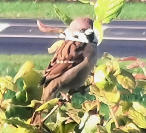 Eurasian Tree Sparrow