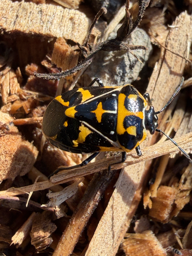 Harlequin Bug