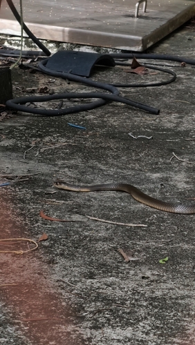 Monocellate Cobra