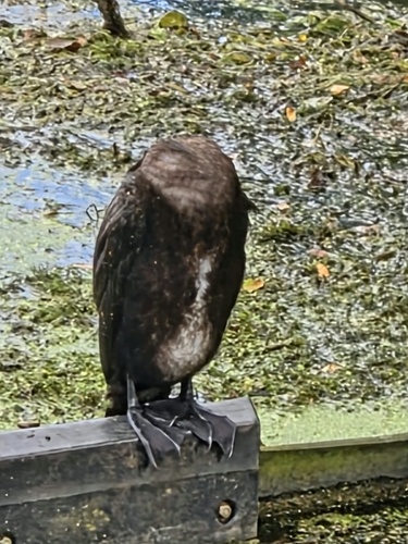 Great Cormorant