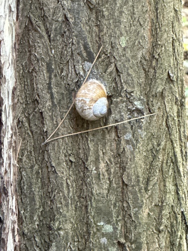 Roman Snail