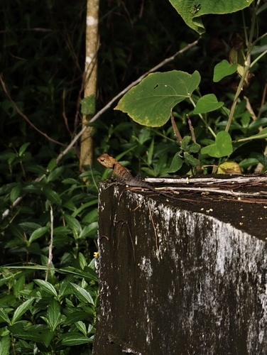 Thai Garden Lizard