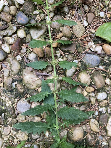 European water-horehound