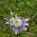 Passiflora incarnata - Photo (c) Joshua M Harrington, כל הזכויות שמורות, uploaded by Joshua M Harrington