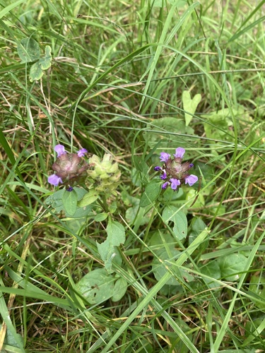 common selfheal