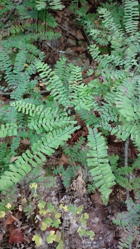northern maidenhair fern