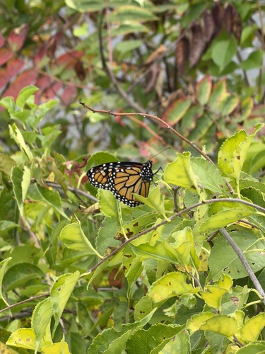 Monarch