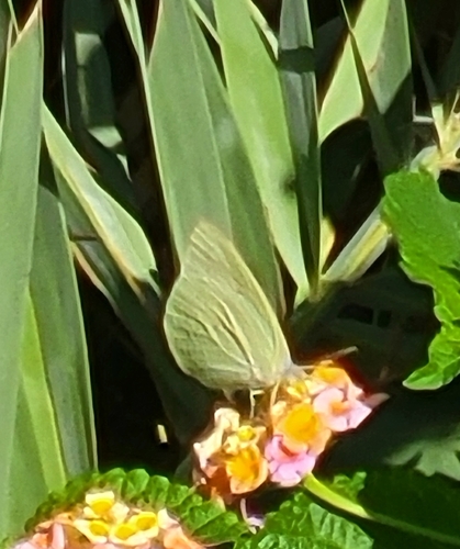 African Migrant