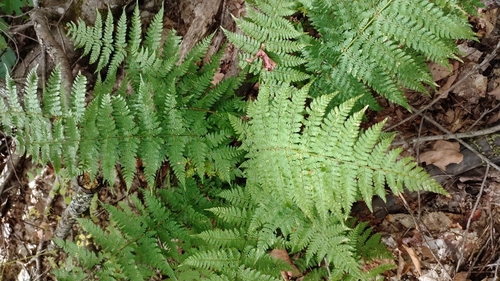 intermediate wood fern