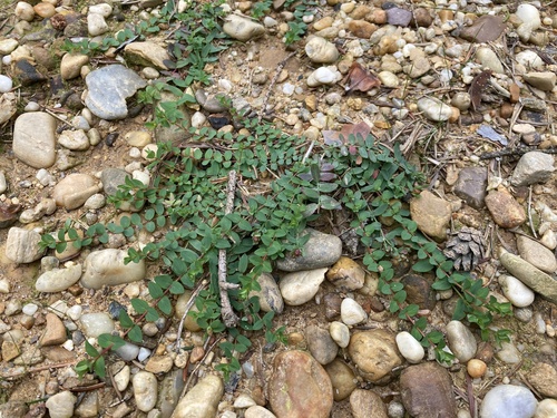 Trailing St John's-wort