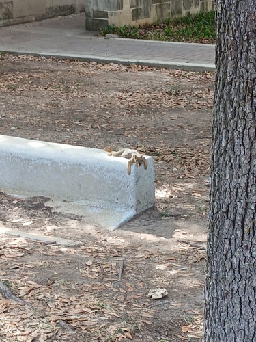 Eastern Fox Squirrel