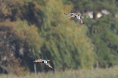 Northern Shoveler