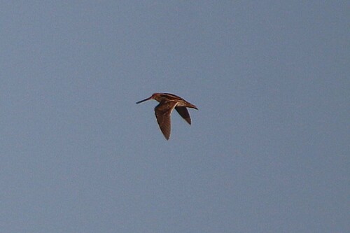 Common Snipe