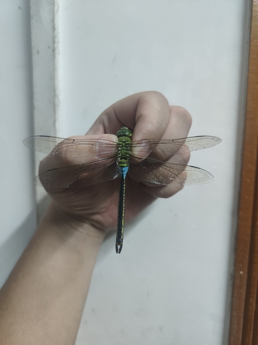 Oriental Lesser Emperor