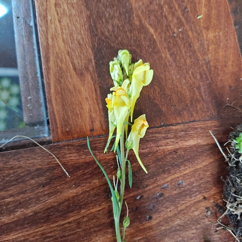 common toadflax