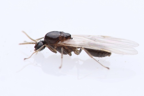Red Imported Fire Ant