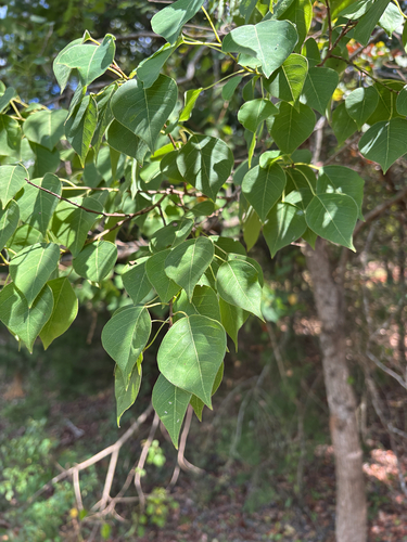 Chinese Tallow
