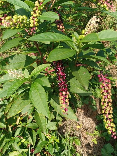 American pokeweed