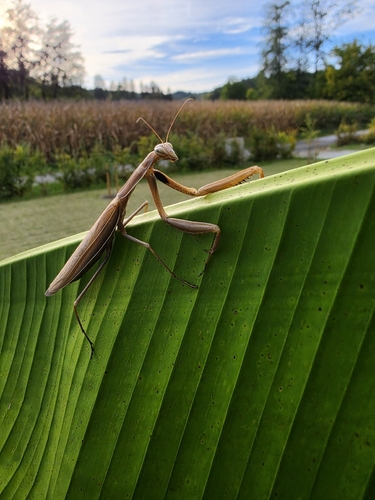 European Mantis