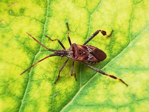 Western Conifer Seed Bug