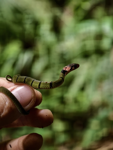 Banded Keelback