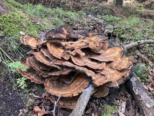 Giant Polypore