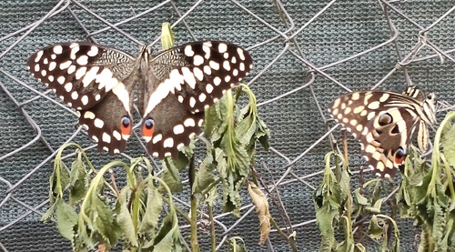 Citrus Swallowtail