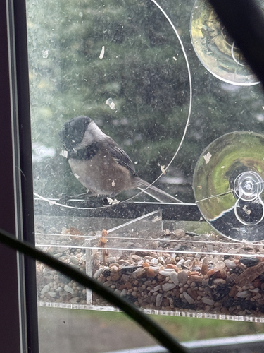 Black-capped Chickadee