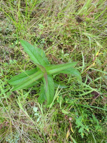 common boneset