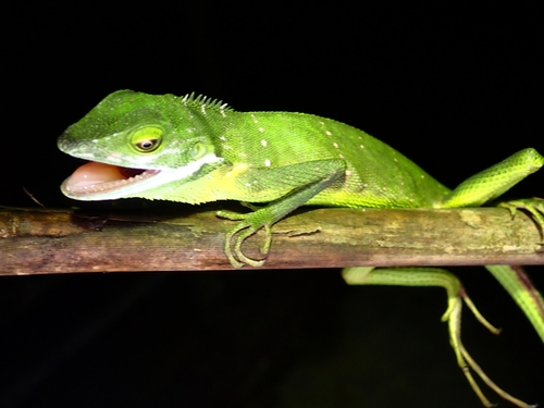Shen Long Green Crested Lizard