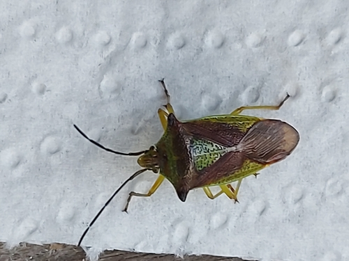 Hawthorn Shield Bug