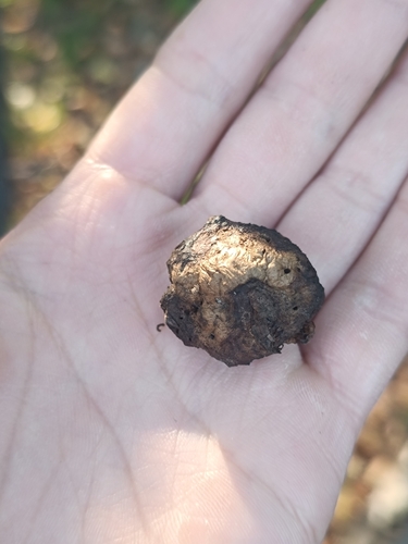 Oak Apple Gall Wasp