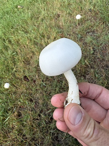 White Dapperling