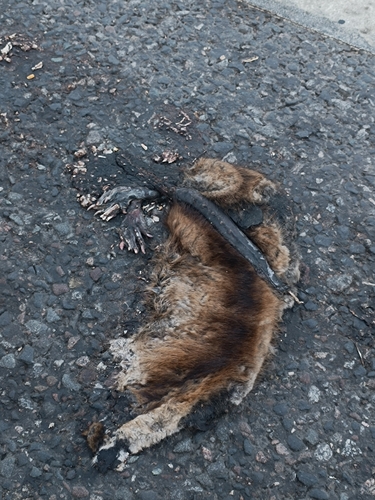 Muskrat