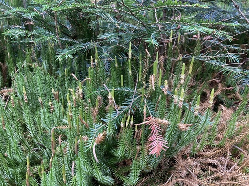 interrupted clubmoss