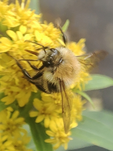 Common Carder Bumble Bee