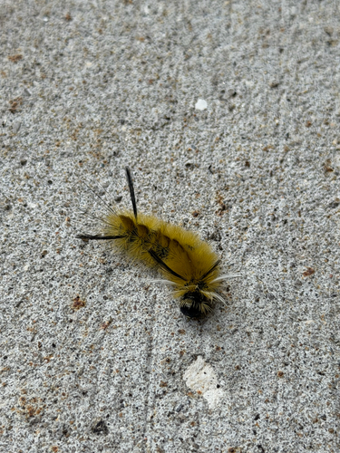 Banded Tussock Moth