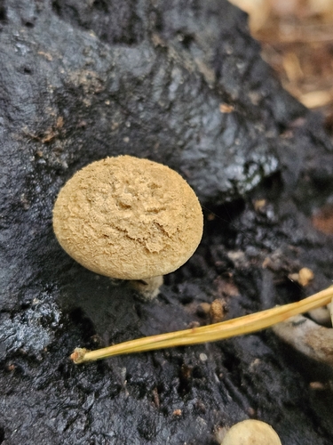 Powder Cap