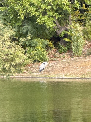 Grey Heron