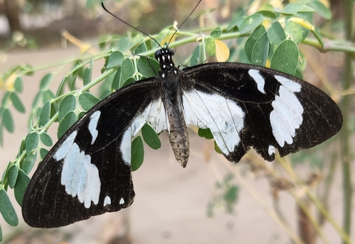 Mocker Swallowtail