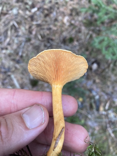 False Chanterelle