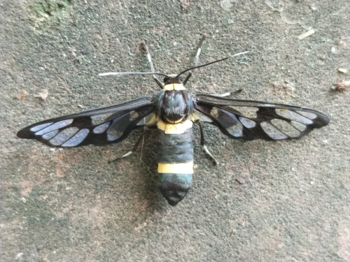 Handmaiden moth