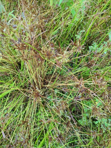 Yellow Flatsedge