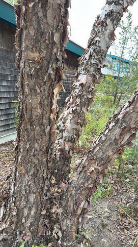 river birch