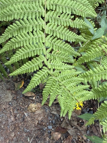 hay-scented fern