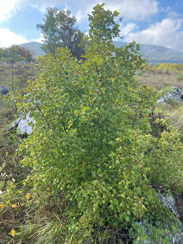 Montpellier Maple