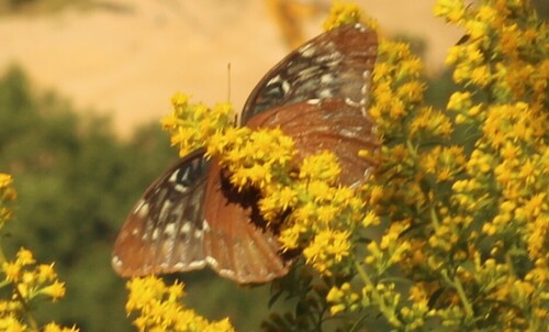 Diana Fritillary