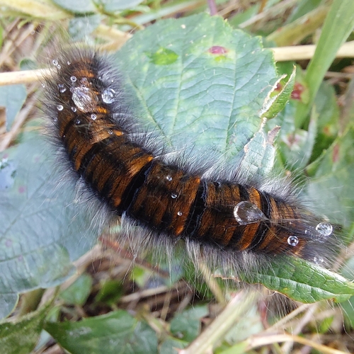 Fox Moth