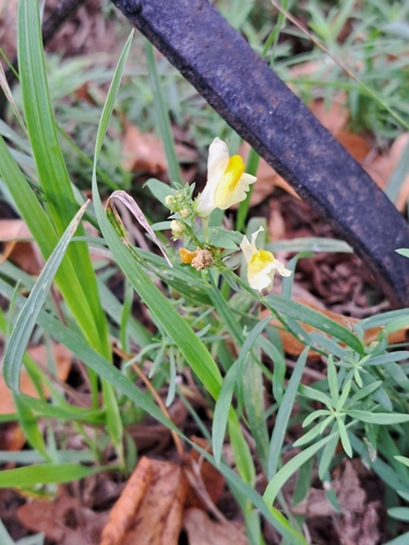 common toadflax